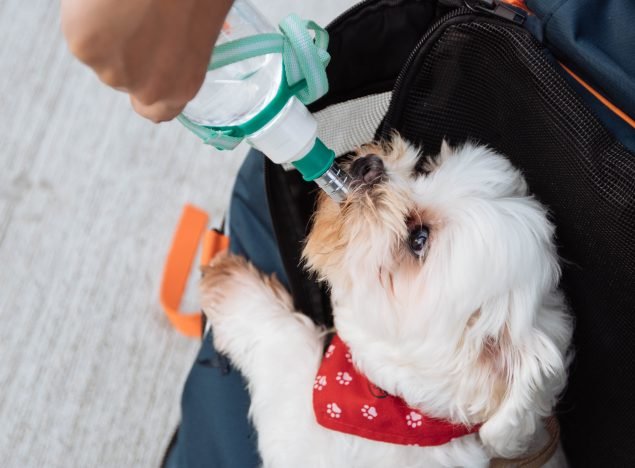 kadıköy veterinerde yavru köpek bakımı